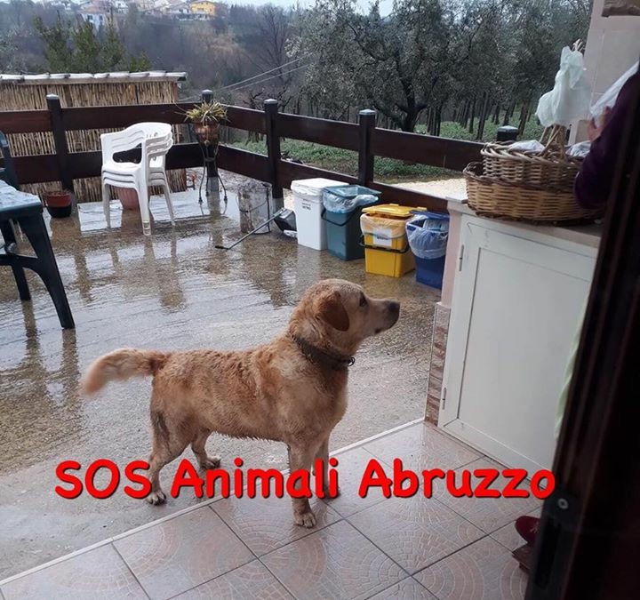 ritrovamento-cane-canto-2.JPG