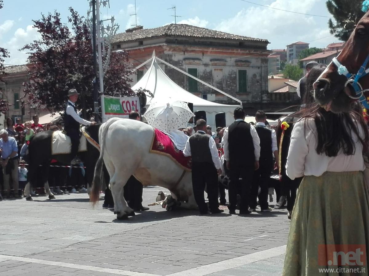 san-zopito-bue-in-ginocchio.jpeg